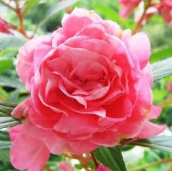 เทียนซ้อน (Garden Balsam) สีชมพู / ซอง 20 เม็ด (A006)