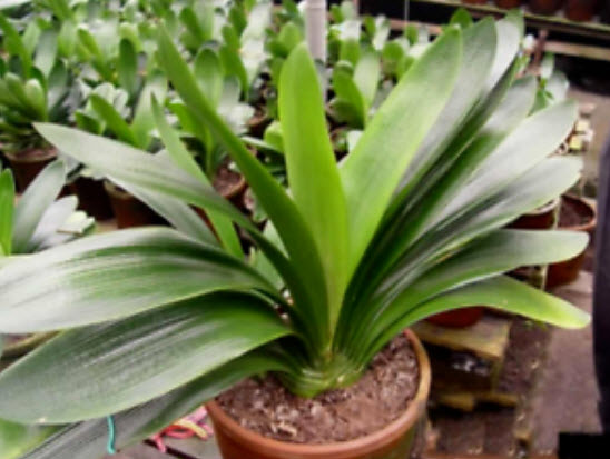 คลีเวีย (Clivia) แดง-เขียว / 5 เม็ด (สีใหม่)
