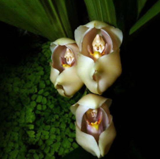 กล้วยไม้ทิวลิปทารก / 50 เม็ด (China)