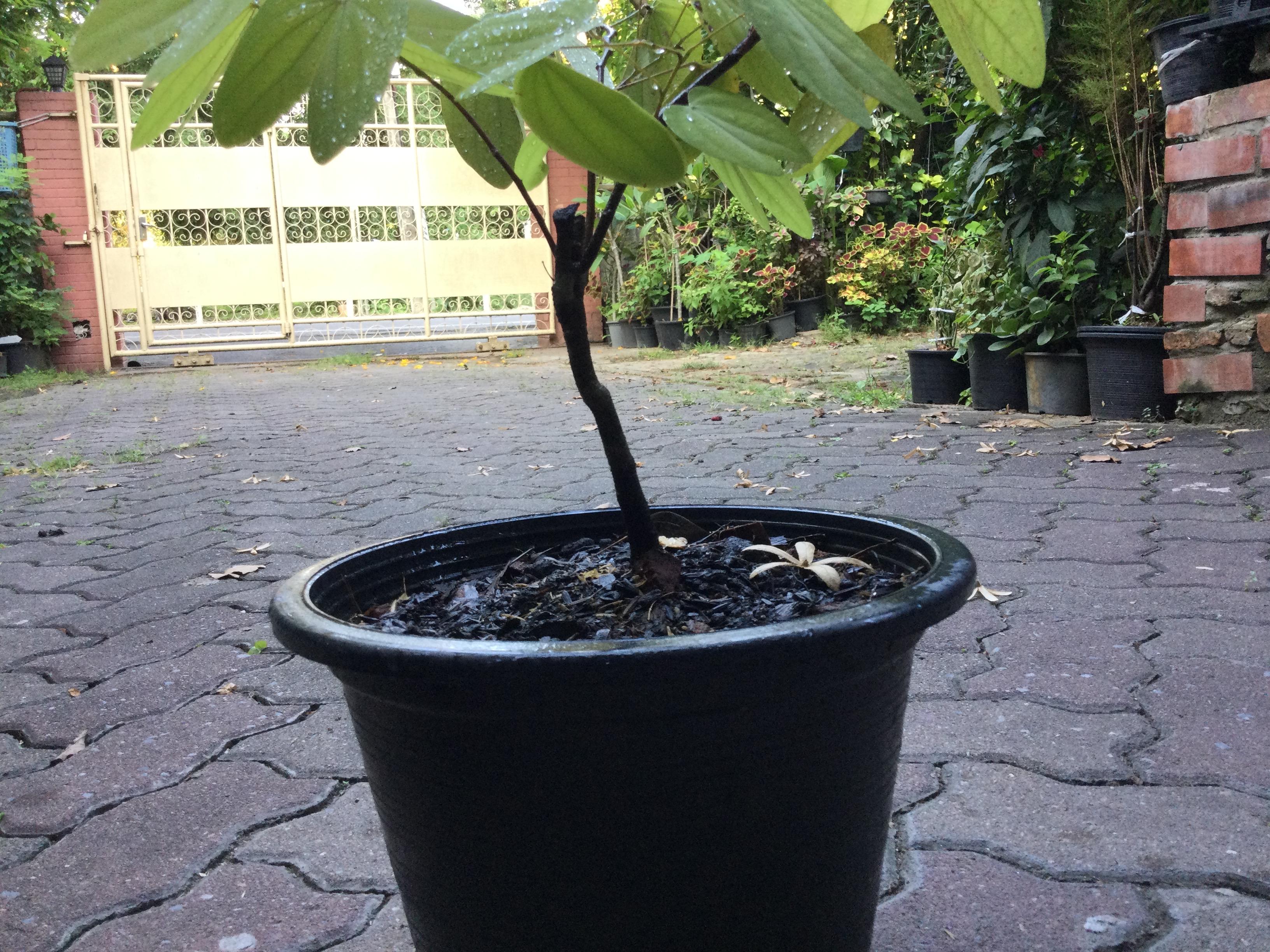 ต้นสร้อยสยาม ชงโคสยาม เสี้ยนแดง กระถาง 10 นิ้ว ไม้เลื้อย