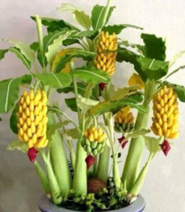 กล้วยบอนไซ (Dwarf Banana Tree) / 50 เม็ด (China)