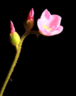 หยาดน้ำค้างอัฟริกัน (Drosera Nidiformis) / 5 เม็ด (Spain)