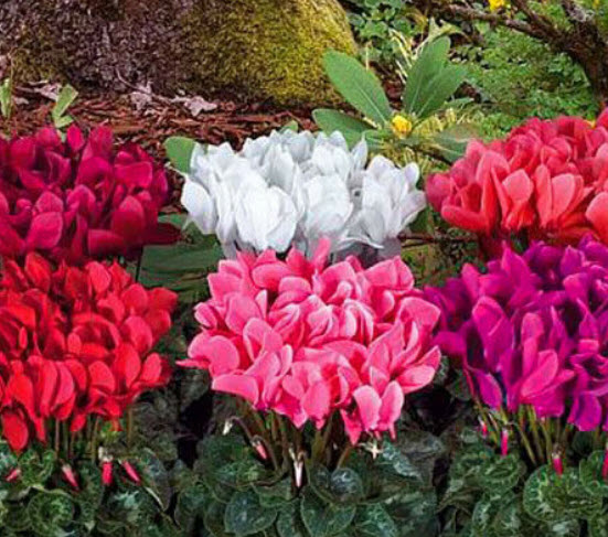 ไซคลาเมน (Cyclamen / Cyclamen persicum) ดอกใหญ่ คละ / 5 เม็ด (UK)