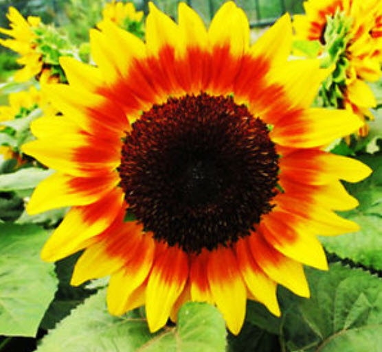 ทานตะวัน Day Light / ซอง 20 เม็ด (A141)