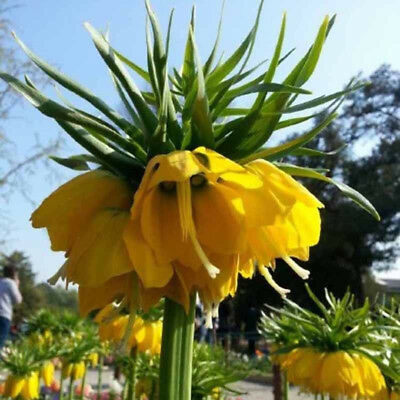 มงกุฏจักรพรรดิ์ (Crown Imperial) สีเหลือง / 100 เม็ด