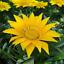 กาซาเนีย (Gazania) คละ / 100 เม็ด