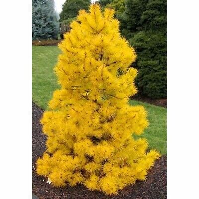 สนเหลืองโคโลราโด (Colorado yellow pine) / 25 เม็ด