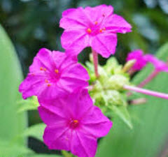 บานเย็น สีม่วง-บานเย็น / 20 เม็ด (ไทย)