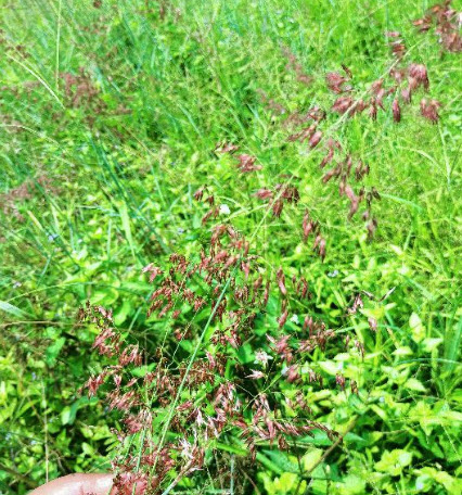 หญ้าดอกชมพู หญ้าชมพู pink grass 250 เม็ด (P2S)