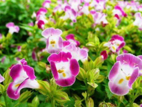 แววมยุรา (Torenia - F2 Wishbone) คละ / 12 เม็ด (UK)