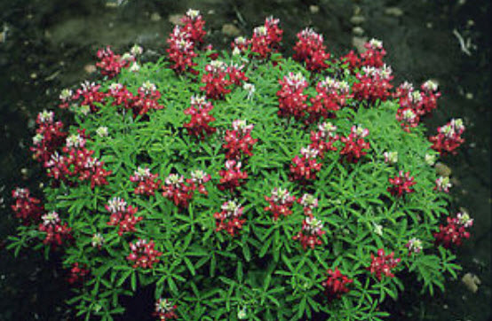 บลูบอนเน็ต มารูน เรด (Bluebonnet - Maroon Red) / 50 เม็ด (USA)