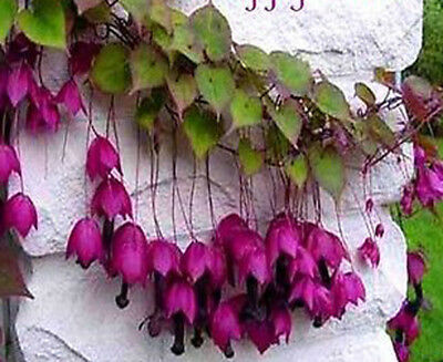กระดิ่งม่วง (Purple Bell Vine) / 5 เม็ด (UK)