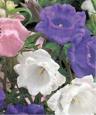 ดอกระฆัง หรือแคมพานูล่า (Campanula) คละสี / 100 เม็ด (USA)