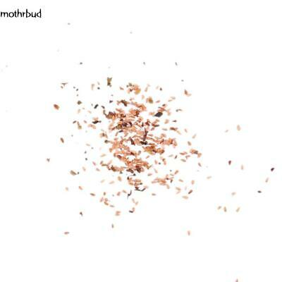 ดอกระฆัง หรือแคมพานูล่า (Campanula) คละ / 50 เม็ด (นอก)