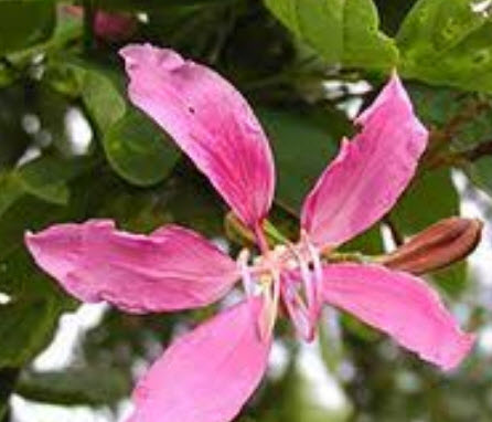 ชงโค (Purple Orchid) / 20 เม็ด (ไทย)