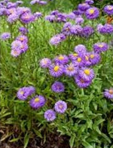 เดซีหิมาลัย สีม่วง (Erigeron - Azure Fairy) / 50 เม็ด (USA)