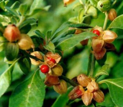 โสมอินเดีย (Indian Ginseng / Ashwagandha) / 50 เม็ด (France)*