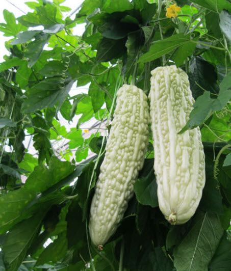 มะระขาวจีน (White Balsam pear) / ซอง 10 เม็ด (C105)