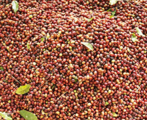 กาแฟ บลู เมาเท่น (Blue Mountain Coffee) / 10 เม็ด