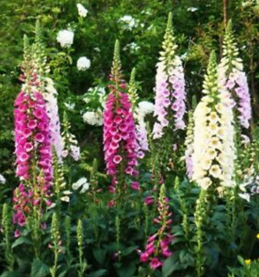 ดิจิทาลิส (Digitalis) คละ / ซอง 50 เม็ด (A124)