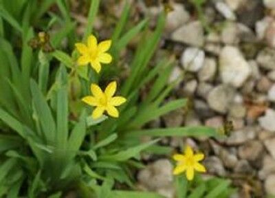 หญ้าบลูอาย (Blue-eyed grass) สีเหลือง / 10 เม็ด (USA)