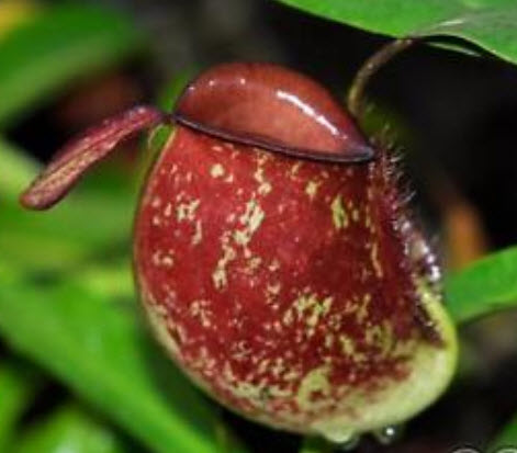 หม้อข้าวหม้อแกงลิง (Nepenthes) ทรงสูง คละ / 50 เม็ด