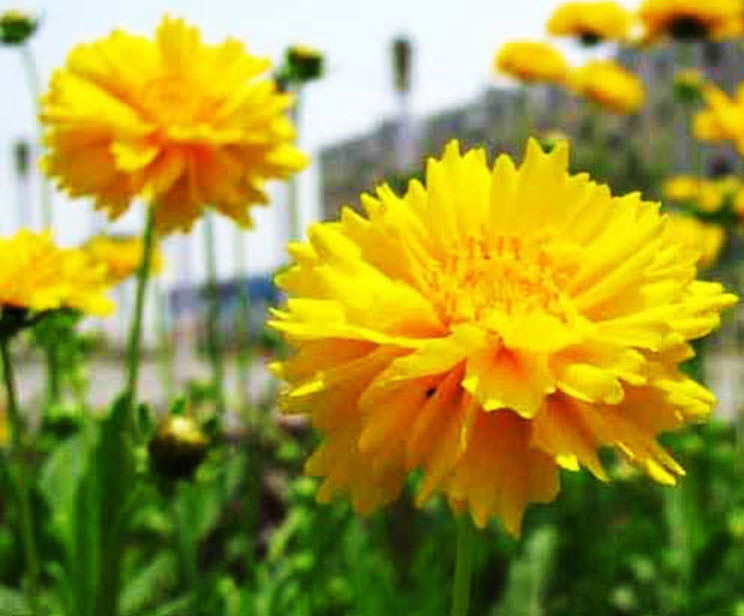 ดอกไม้ไหว (Coreopsis) ดอกซ้อน / ซอง 30 เม็ด (A046)