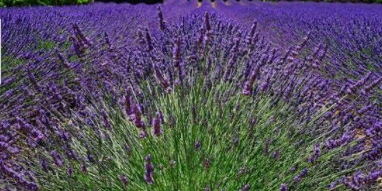 ลาเวนเดอร์อังกฤษ (English Lavender) / 50 เม็ด (Australia)