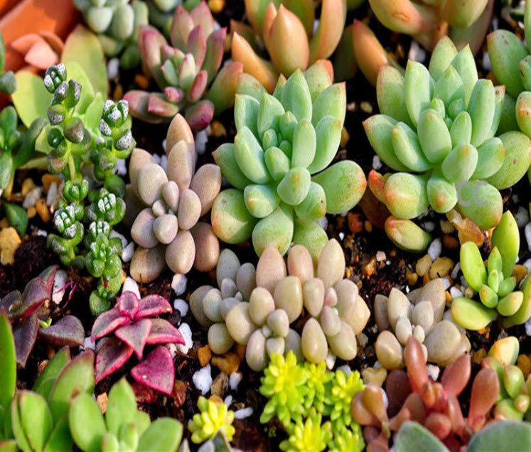 พืชอวบน้ำ (Succulents) คละ / 100 เม็ด