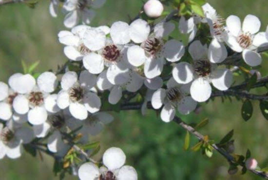 มานูก้า (Manuka) ขาว / 100 เม็ด (Australia)