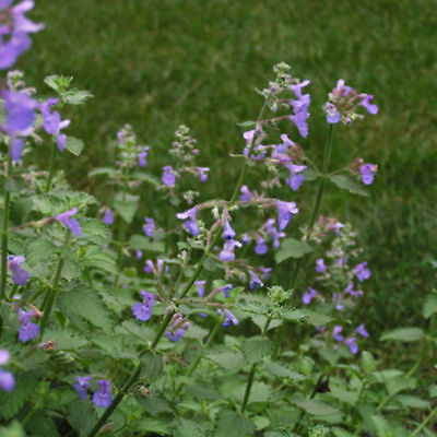 แค็ทนิพ หรือกัญชาแมว (catnip) / 400 เม็ด (นอก)