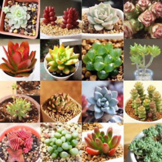พืชอวบน้ำ (Succulents) คละ / 200 เม็ด