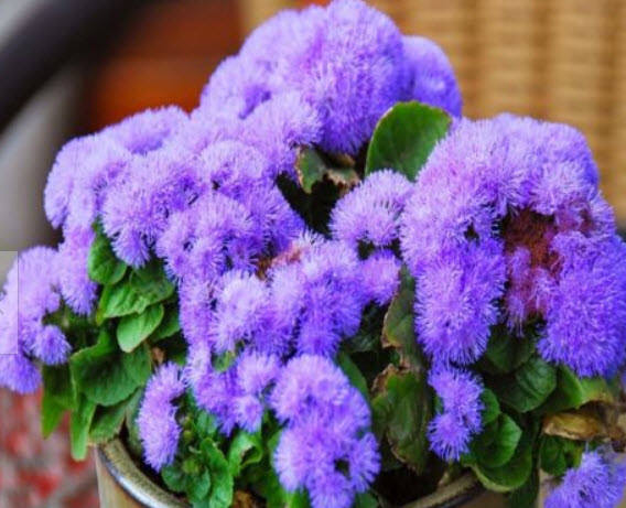 อะเจอราตุ้ม บลูมิ้งค์ (Ageratum - Blue Mink) / 2,000 เม็ด (UK)