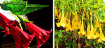 แตรนางฟ้า (Angel's trumpet) คละ / 6 เม็ด (UK)