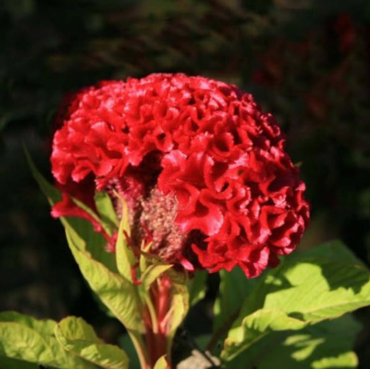 หงอนไก่ (Cockscomb) แดง / ซอง 40 เม็ด (A256)