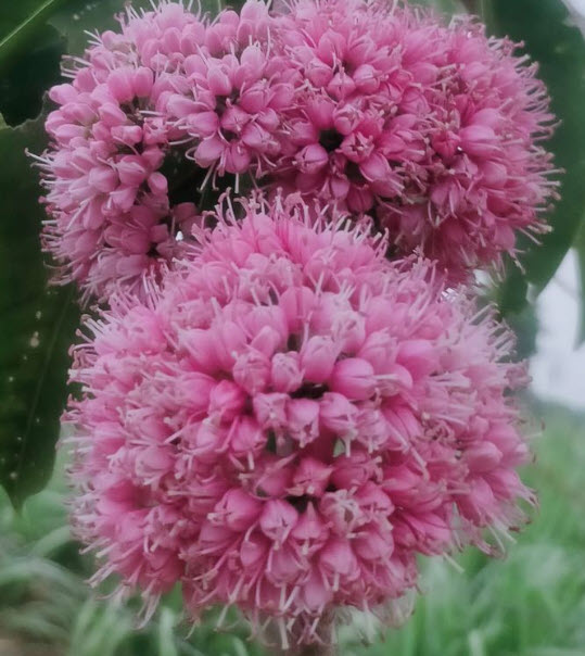 ต้นเจ้าหญิงสีชมพู เจ้าสาวสีชมพู (Pink euodia) กระถาง 10 นิ้ว สูง 50-80 ซ.ม.