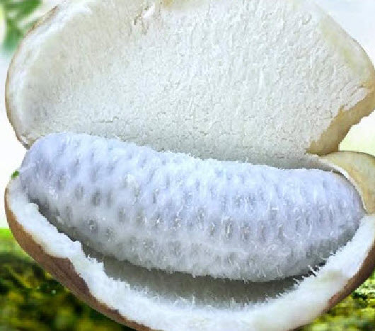 ต้น อะเคบิ Akebi ผลไม้สไตล์ญี่ปุ่น ไม้เถาเลื้อย ปลูกง่าย โตไว