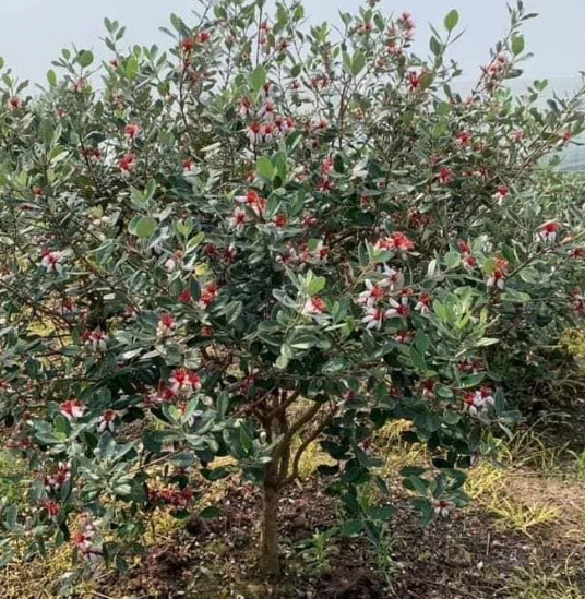 ต้นฝรั่งเฟยโจว ฝรั่งสับปะรด พันธุ์ Andre สูง 50-70 ซ.ม. ต้นไม้นำเข้า