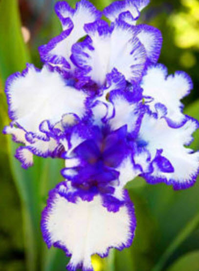 ไอริส (Bearded Iris) คละ / 50 เม็ด