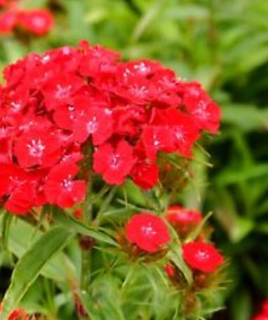 สวีทวิลเลี่ยม / ผีเสื้อช่อ (Sweet William) แดง / 1,000 เม็ด (UK)
