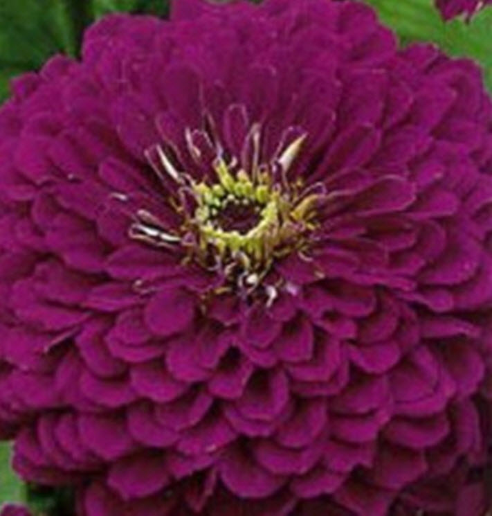 บานชื่นซ้อน (Zinnia Purpurnaya) สีม่วง / 50 เม็ด (Ukraine)