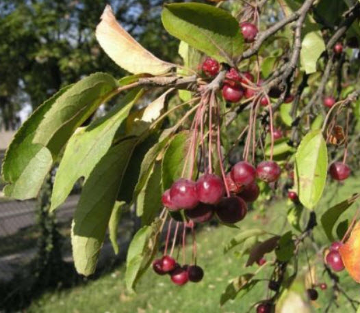 เชอร์รี่ แอปเปิ้ล (Cherry Apple) / 10 เม็ด (Lithuania)