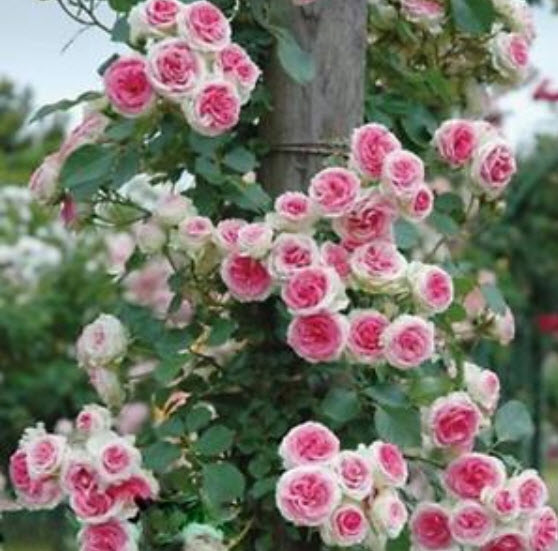 กุหลาบเลื้อย สีชมพู กลีบนอกขาว / 100 เม็ด