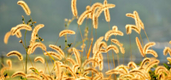 หญ้าหางหมาจิ้งจอก (Foxtail grass) เหลือง / 600 เม็ด (UK)