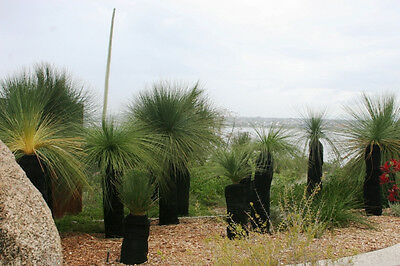 หญ้าออสเตรเลีย (Australian grass) / 10 เม็ด (Australia)