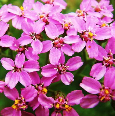 อชิเลีย (Achillea) สีชมพู / ซอง 50 เม็ด (A192)