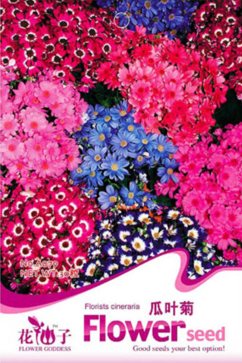 ซินเนอราเรีย (Cineraria / Florists cineraria) / ซอง 30 เม็ด (A079)
