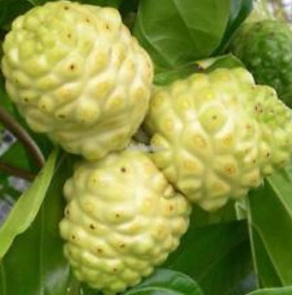 ยอบ้าน (Great Morinda) / 20 เม็ด (ไทย)