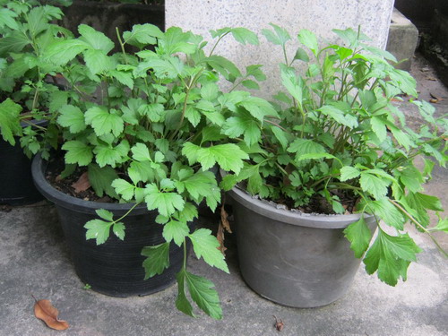 ต้นจิงจูฉ่าย (White mugwort) หรือเซเลอรี่ กระถาง 9 นิ้ว / ต้น