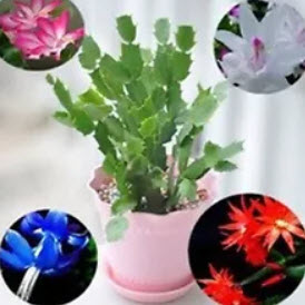 คริสมาสแคคตัส (Christmas Cactus) คละ 24 สี / 50 เม็ด